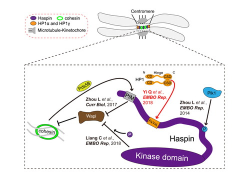 EMBO Reports系列文章系統(tǒng)闡述調控染色體穩(wěn)定性的新機制