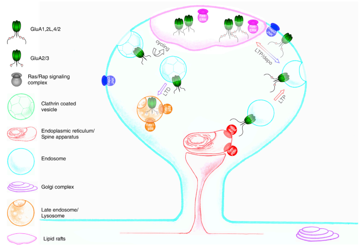溫州醫(yī)科大學(xué)教授Neuron發(fā)文 揭示兩大信號(hào)通路在突觸可塑性調(diào)節(jié)中的作用
