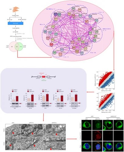 抑癌因子PTEN作用新機制：調(diào)控RNA剪接影響高爾基體