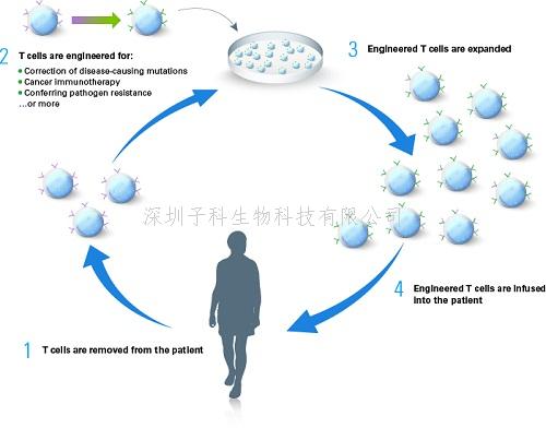 Takara科學(xué)家?guī)庾x《Nature》重磅：CRISPR向T細(xì)胞改造邁出巨大一步