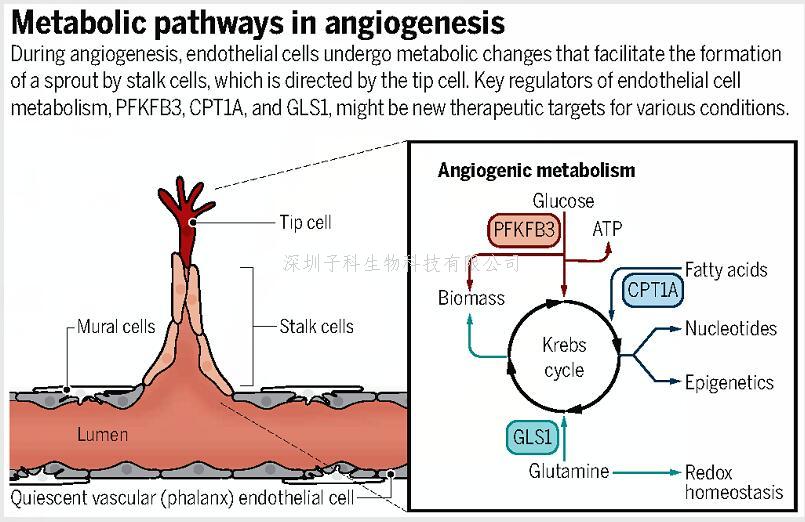 中山大學(xué)學(xué)者聯(lián)合發(fā)表Nature，Science：揭示血管研究新機(jī)制