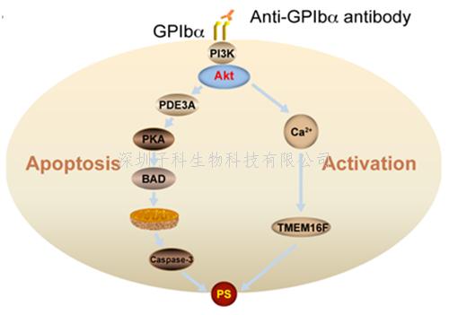 蘇州大學(xué)PNAS發(fā)文：免疫性血小板減少癥的發(fā)生新機制