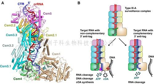 中國(guó)學(xué)者最新Cell文章：III型CRISPR-Cas系統(tǒng)免疫機(jī)制