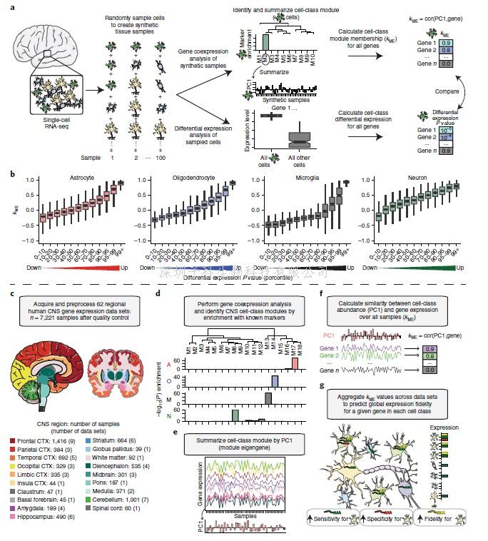 Nature子刊：新技術(shù)揭示神經(jīng)細胞的核心轉(zhuǎn)錄特征