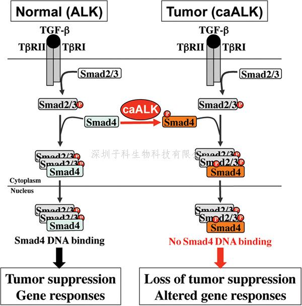蛋白修飾導(dǎo)致經(jīng)典癌癥通路失活 Nature子刊發(fā)文闡明癌癥發(fā)生的新機(jī)制
