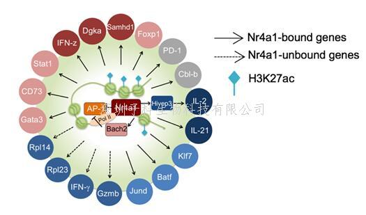 陸軍軍醫(yī)大學，清華大學最新Nature：T細胞功能調控的關鍵轉錄因子