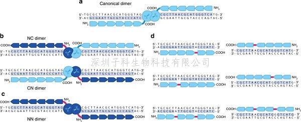 Nature Communications：第二代的鋅指核酸酶技術