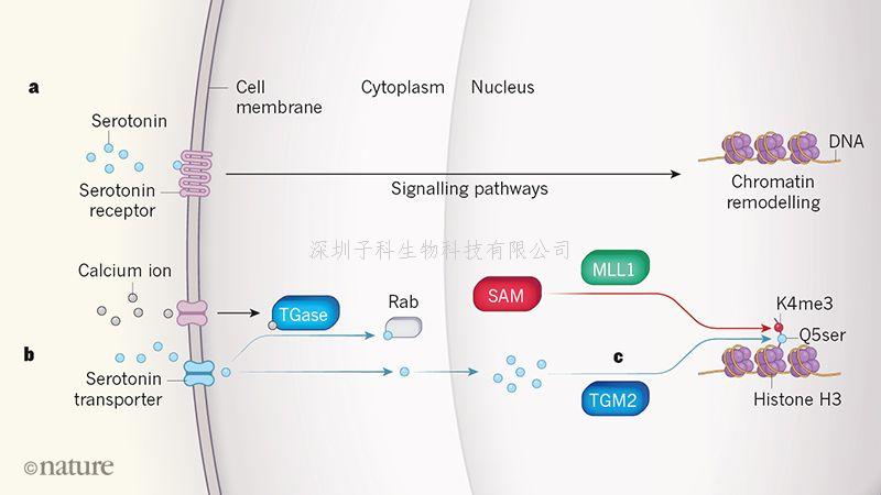 Nature：跨國研究最新發(fā)現(xiàn)5-羥色胺可以指導基因表達！