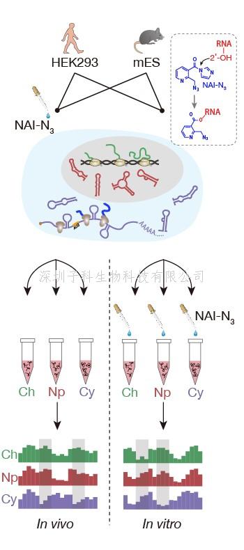 華裔牛人Natur子刊發(fā)文：哺乳動物不同細(xì)胞組分RNA結(jié)構(gòu)圖譜