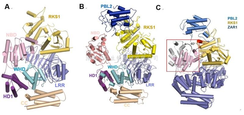 清華大學，中科院背靠背兩篇Science 取得植物免疫研究領域重大突破