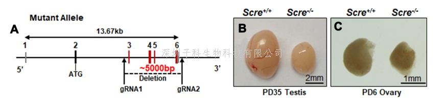 陳子江教授團隊發(fā)現不孕不育關鍵新蛋白