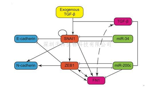 Nature子刊：競爭性內源RNA直接調控上皮間質轉化的動態(tài)過程
