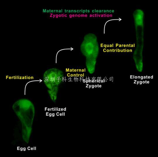 武大生科院發(fā)表Developmental Cell 攻克植物早期胚胎發(fā)生過程中長(zhǎng)期難題