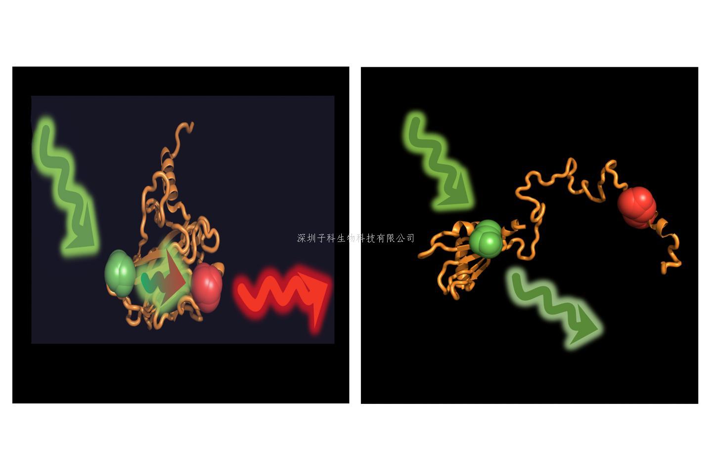 激發(fā)細(xì)胞抗腫瘤活性，分子伴侶和p53缺一不可