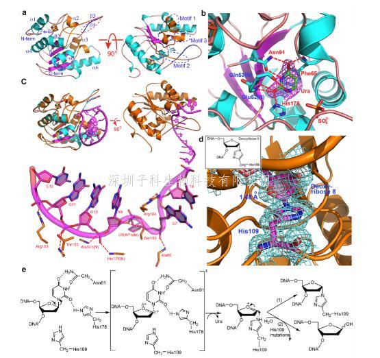 中山大學(xué)生科院Nature子刊發(fā)現(xiàn)非典型尿嘧啶DNA糖基化酶UdgX的催化過(guò)程