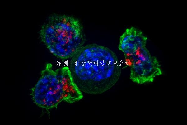 Nature又一意外新發(fā)現(xiàn)：明星抑癌基因BRCA1的作用新方式