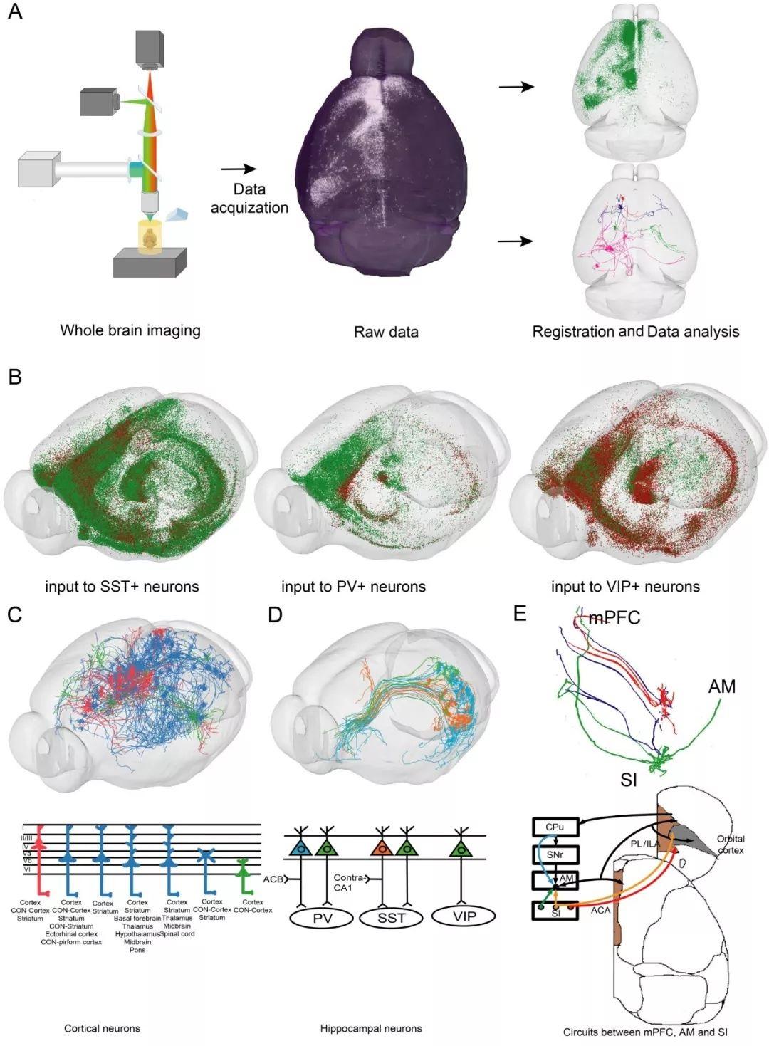 華中科技大學(xué)Nature Neuroscience最新發(fā)文：繪制神經(jīng)元長(zhǎng)程輸入環(huán)路圖譜
