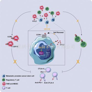 Cancer Cell揭開雙陰性前列腺癌的轉(zhuǎn)移機(jī)制
