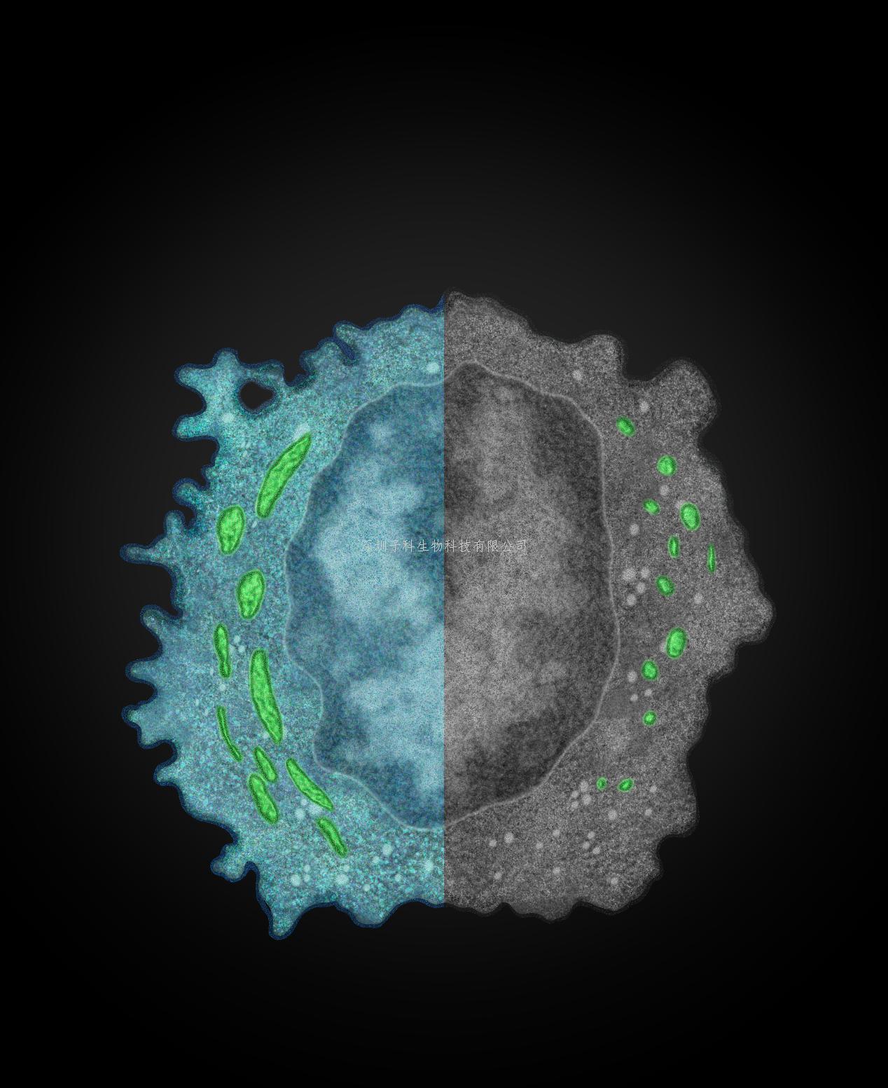 中國科技大學Nature Immunology發(fā)文：癌細胞逃脫自然殺傷細胞免疫監(jiān)視的新機制