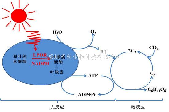 中國農業(yè)科學院發(fā)表Nature文章：首次揭示葉綠素合成關鍵酶晶體結構
