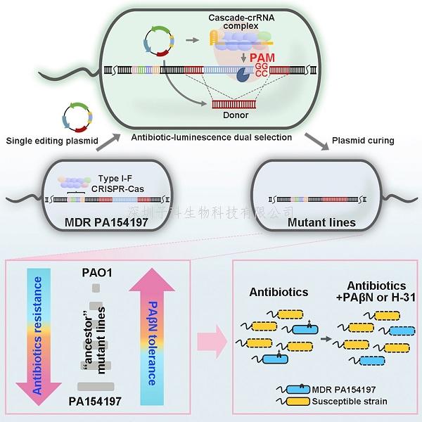 中科院，香港大學(xué)合作發(fā)文：利用高效簡便的基因編輯系統(tǒng)研究多重耐藥
