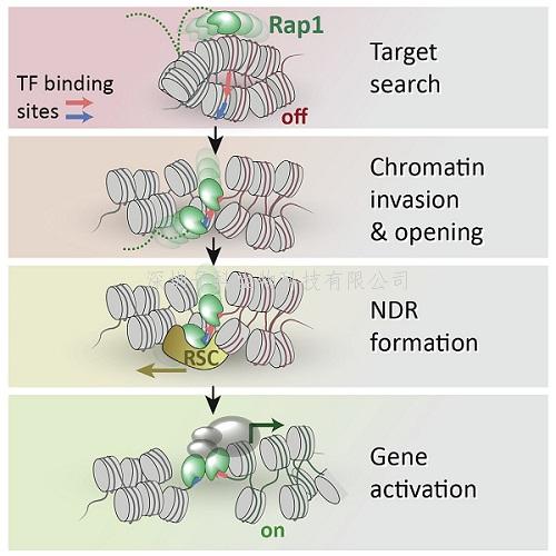 Molecular Cell：先鋒轉(zhuǎn)錄因子如何啟動基因表達(dá)的第一步