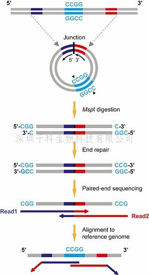 盧煜明PNAS發(fā)表新成果，在母體血漿中發(fā)現(xiàn)環(huán)狀DNA