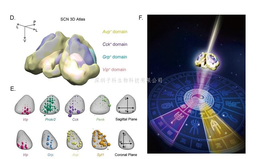 《自然-神經(jīng)科學》：單細胞技術首次對晝夜節(jié)律中樞SCN進行全面分析