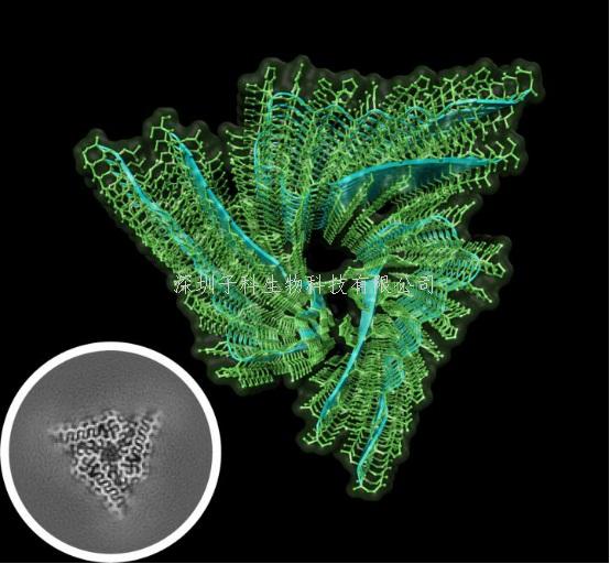 《Science》世界第一個(gè)原生淀粉樣蛋白結(jié)構(gòu)解析