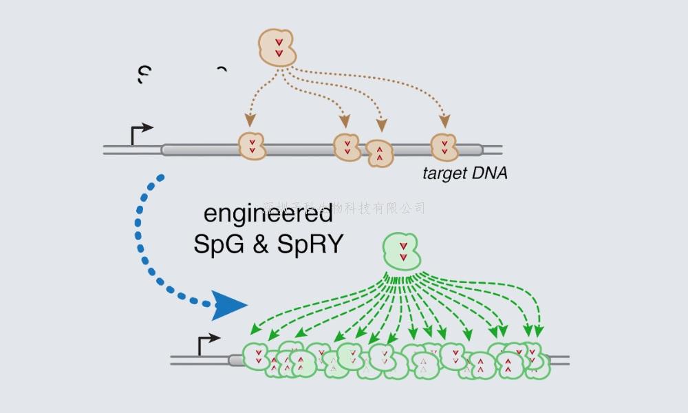 基因組編輯界的又一大進(jìn)步：幾乎對(duì)PAM無依賴性的Cas9變體