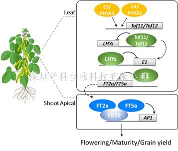 廣州大學(xué)生科院Nature Genetics發(fā)文：首次系統(tǒng)報(bào)道開花期基因的進(jìn)化與選擇分子機(jī)制