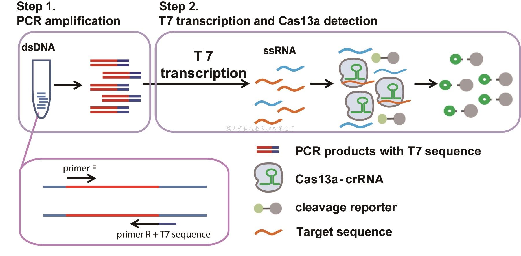基于PCR的CRISPR-Cas13a高靈敏高特異乙肝病毒及其耐藥突變檢測(cè)新方法
