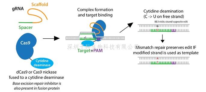 從胞嘧啶到腺嘌呤，從單堿基到雙堿基：堿基編輯器的演化之旅