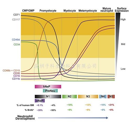 Immunity報(bào)告生成中性粒細(xì)胞的稀有干細(xì)胞