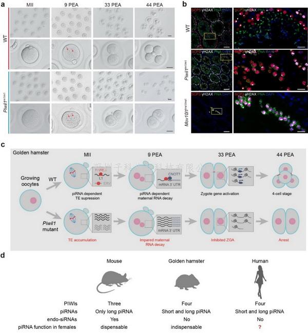 中國學(xué)者Nature Cell Biology發(fā)文：piRNA在哺乳動物雌性生殖中具有重要功能