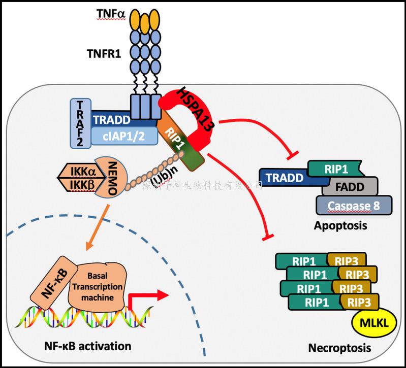 浙江大學(xué)Science Advances發(fā)文：HSPA13分流TNFα信號的新機制