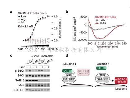 Nature|劉穎課題組揭示SAR1B感知細胞內(nèi)亮氨酸濃度調(diào)控