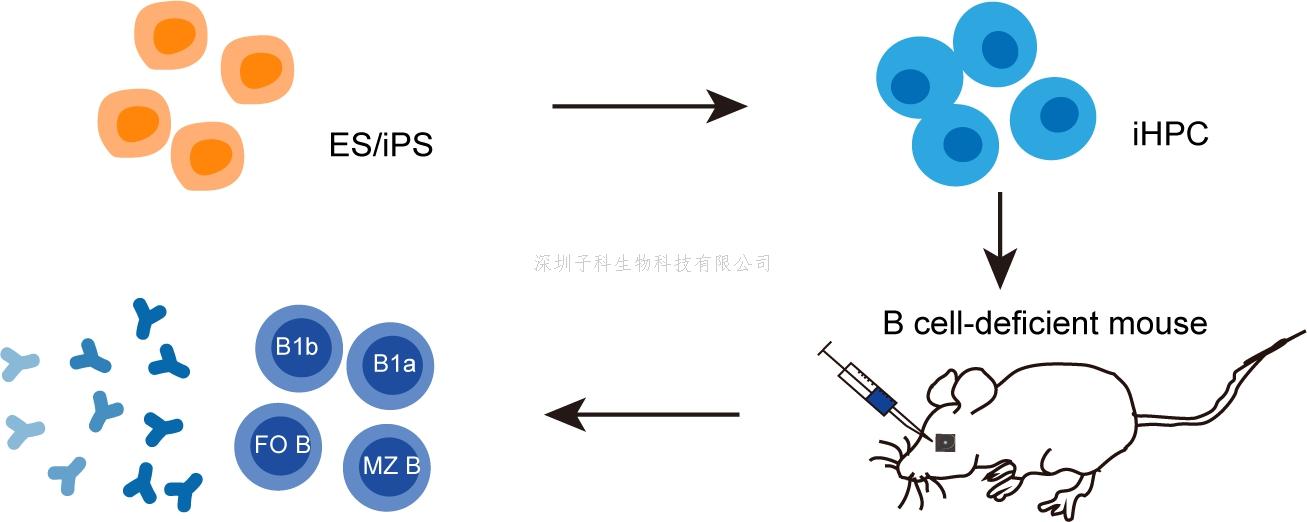 廣州健康院實現(xiàn)多能干細胞定向分化再生B免疫譜系