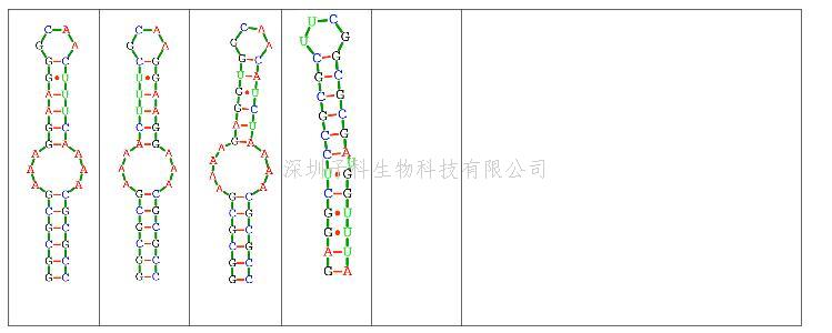 生命學(xué)院薛毅課題組在理性設(shè)計RNA瞬態(tài)結(jié)構(gòu)上取得進(jìn)展
