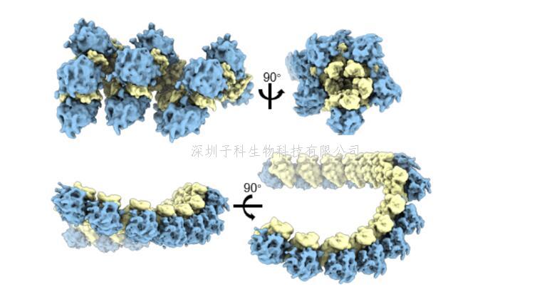 生命科學(xué)學(xué)院郭強(qiáng)課題組和合作者發(fā)展分析細(xì)胞內(nèi)生物大分子拓?fù)浣Y(jié)構(gòu)的新方法