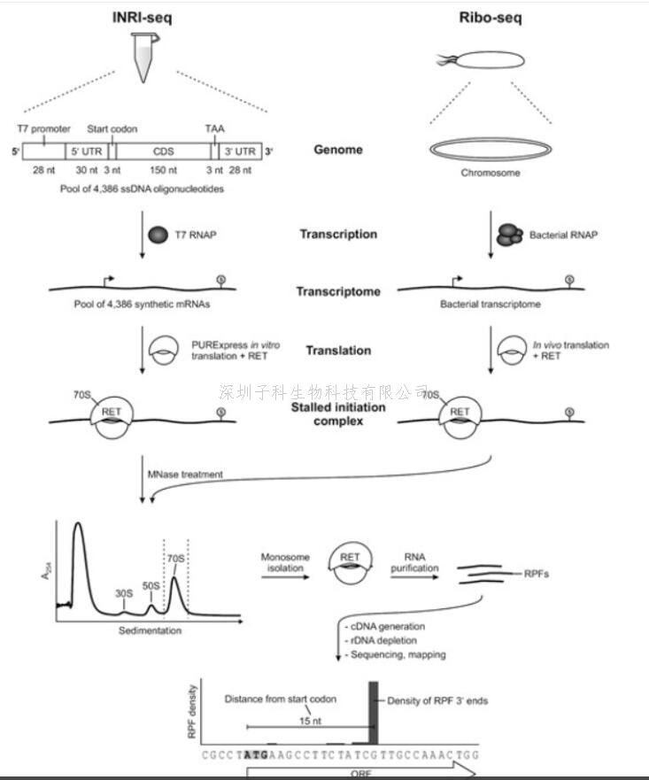 新技術(shù):體外Ribo-seq(INRI-seq) 以無細(xì)胞方式進(jìn)行全局翻譯研究