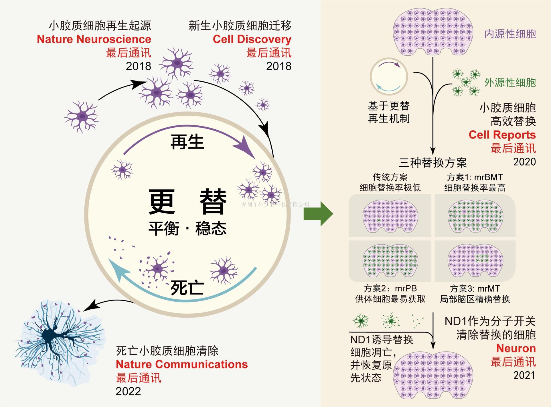 農(nóng)學(xué)院葉恭銀教授團(tuán)隊(duì)等在Nature Communications發(fā)文揭示平腹小蜂維持基因組穩(wěn)定與毒液快速演化的遺傳機(jī)制