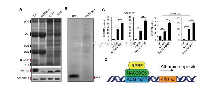 劉春明團(tuán)隊(duì)闡明水稻胚乳中清蛋白積累的分子機(jī)制
