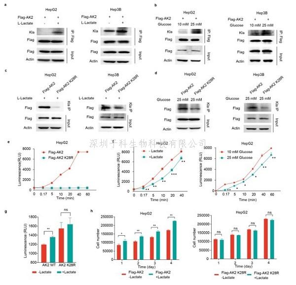 Nature Metabolism：繪制肝癌組織乳?；揎棃D譜