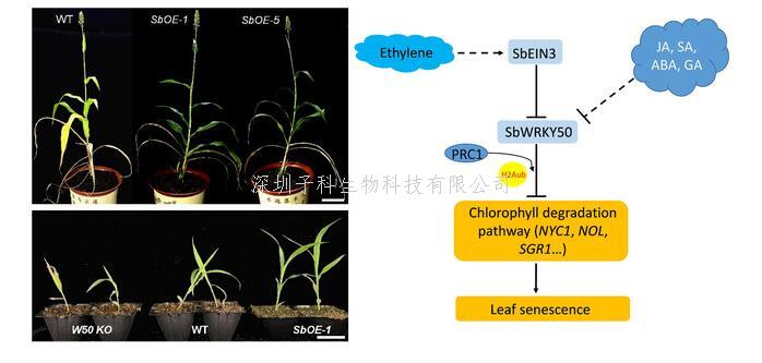 生科院孫博教授課題組發(fā)現(xiàn)乙烯響應(yīng)因子SbWRKY50通過(guò)表觀遺傳途徑抑制葉綠素降解延遲高粱葉片衰老