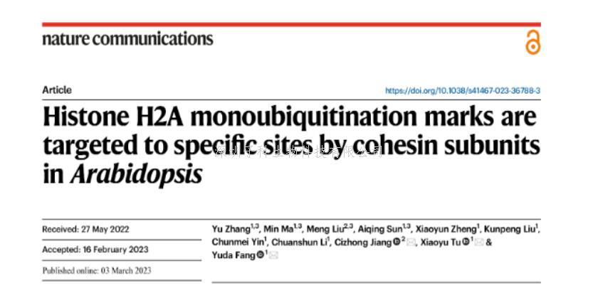 上海交大方玉達、涂曉雨團隊合作在Nature Communications發(fā)文揭示組蛋白H2A通過cohesin靶向進行單泛素化修飾的機制