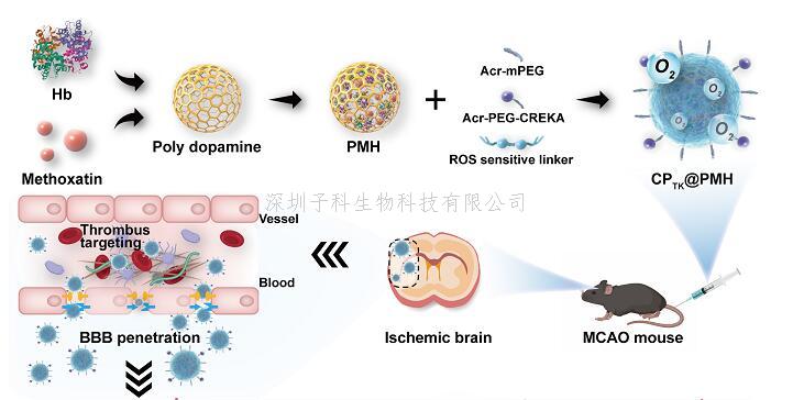 蔣晨教授團隊在仿生遞藥系統(tǒng)治療急性缺血性腦卒中領域取得進展