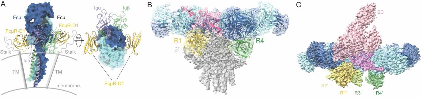生命科學(xué)學(xué)院肖俊宇研究組闡明免疫球蛋白IgM被特異性受體FcμR識別的分子機制