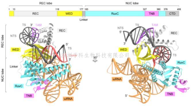 Nature：參與基因組編輯的蛋白質(zhì)的3D結(jié)構(gòu)