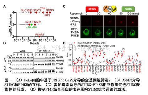 Immunity | 蔣爭凡課題組發(fā)現(xiàn)STING后高爾基體囊泡轉(zhuǎn)運的重要性及分子機制